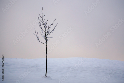 Foto A small tree in hibernation