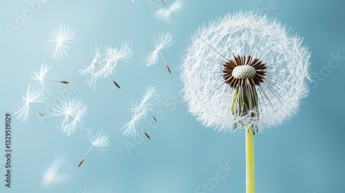 Wispy fluffy dandelion seeds floating and drifting effortlessly through the calm blue sky glowing in the soft light
