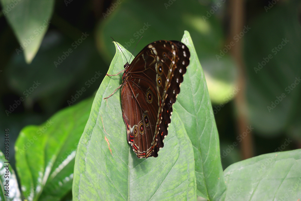 Beautiful butterfly in the greenhouse. Selective focus.