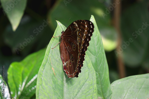 Obraz na płótnie Beautiful butterfly in the greenhouse. Selective focus. w salonie