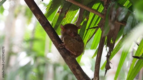 Small tarsier rests on a branch in a lush tropical forest filled with green foliage. Filipino cute small primate dreaming on branch. Majestic wildlife footage of Bohol Island.