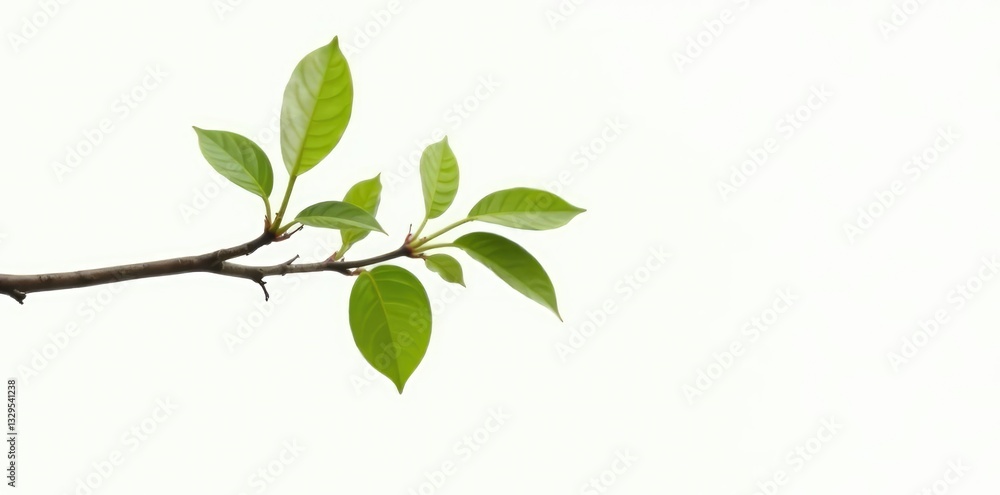 Fototapeta premium Single slender branch with leaves hanging down against a bright white background, earthy, nature