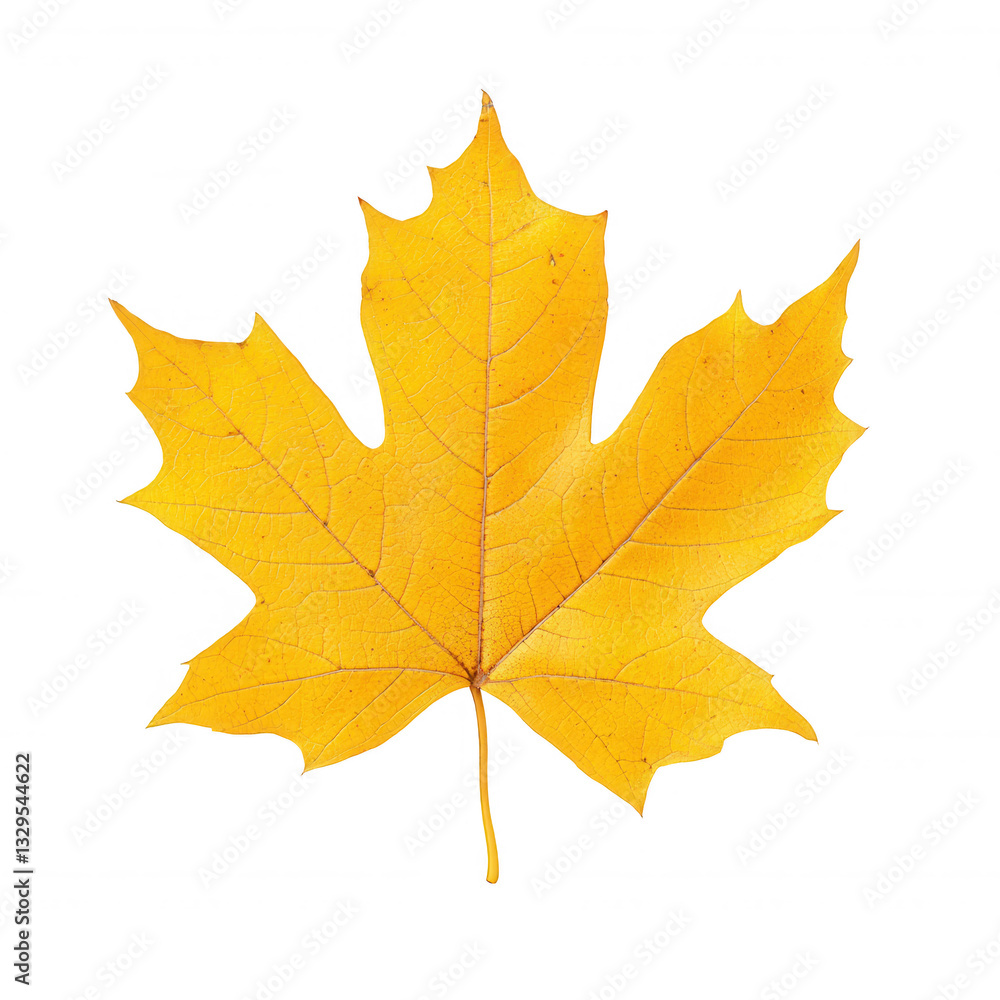 Yellow maple leaf on a white isolated background. Yellow maple leaf on a white isolated background.