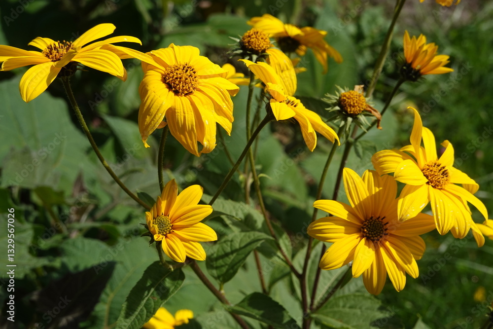 Fototapeta premium Yellow flowers blooming in summer garden