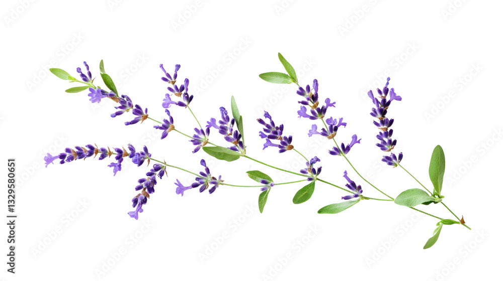 Beautiful lavender flower branch with delicate purple blooms and green leaves, isolated on a white background. Beautiful lavender flower branch with delicate purple blooms and green leaves, isolated on a white background.