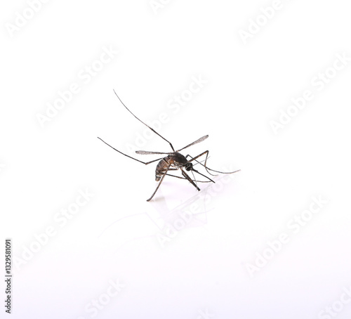 Aedes mosquito isolated on white background