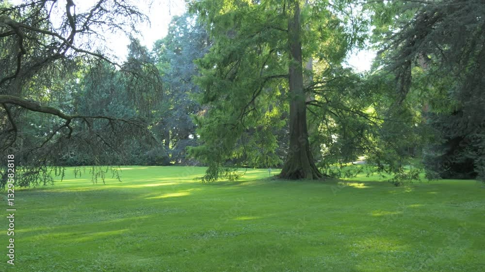 Serene Sunlit Park with Lush Greenery and Majestic Trees in a Peaceful Landscape Serene Sunlit Park with Lush Greenery and Majestic Trees in a Peaceful Landscape