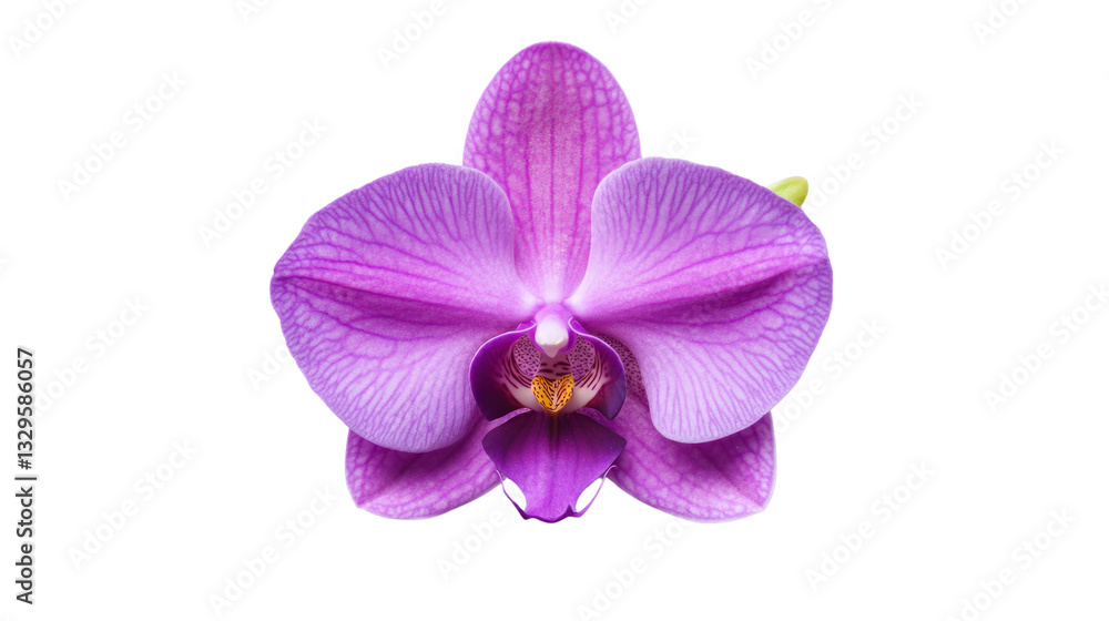 Beautiful purple orchid flower with intricate petals and vibrant color, isolated on a white background. Beautiful purple orchid flower with intricate petals and vibrant color, isolated on a white background.