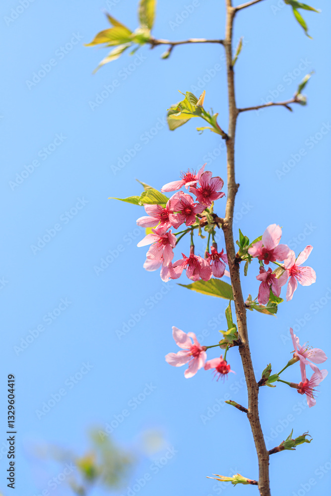 Blooming Pink Cherry (Sakura) Blossoms Against a Clear Blue Sky Blooming Pink Cherry (Sakura) Blossoms Against a Clear Blue Sky