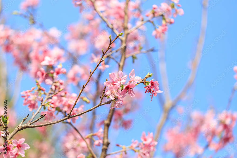 Blooming Pink Cherry (Sakura) Blossoms Against a Clear Blue Sky Blooming Pink Cherry (Sakura) Blossoms Against a Clear Blue Sky