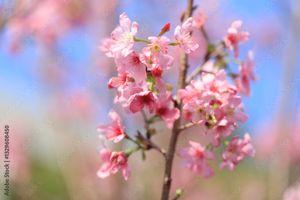 Blooming Pink Cherry (Sakura) Blossoms Against a Clear Blue Sky Blooming Pink Cherry (Sakura) Blossoms Against a Clear Blue Sky