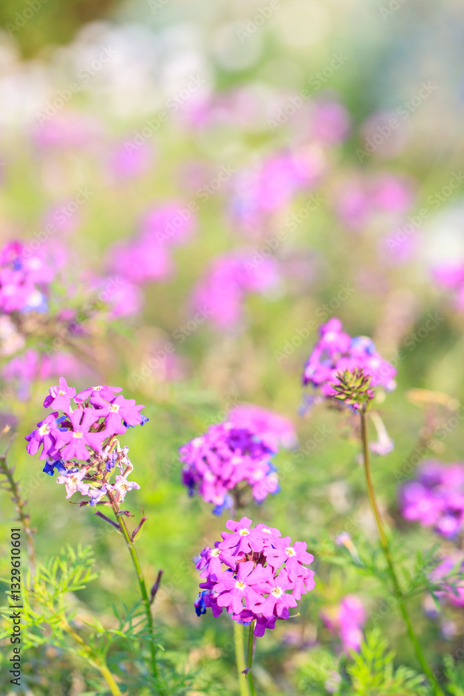 Purple Verbena Flowers in a Sunlit Wildflower Meadow Purple Verbena Flowers in a Sunlit Wildflower Meadow