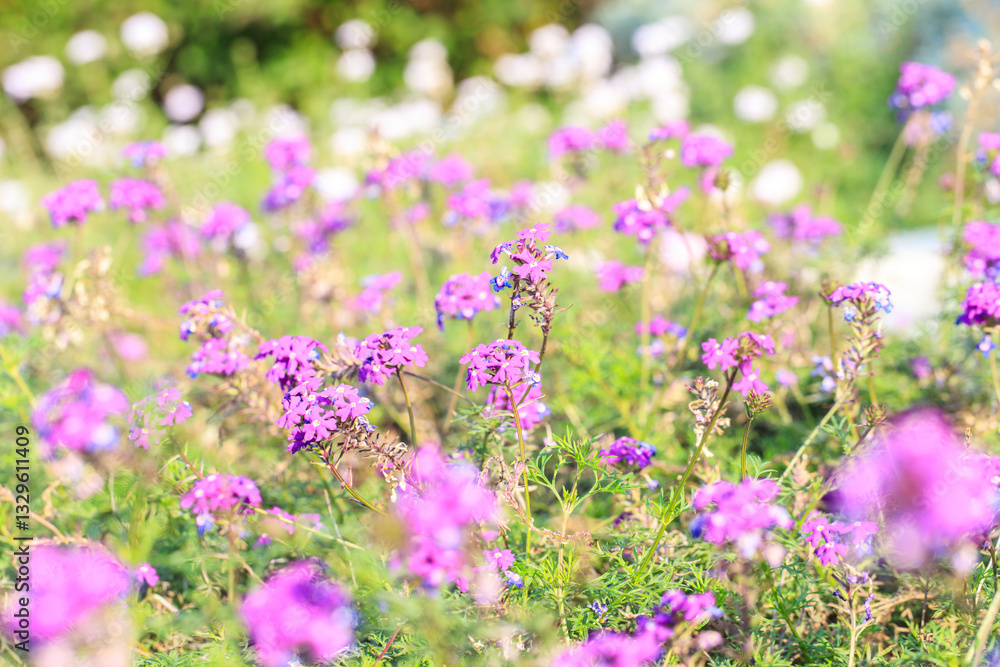 Purple Verbena Flowers in a Sunlit Wildflower Meadow Purple Verbena Flowers in a Sunlit Wildflower Meadow