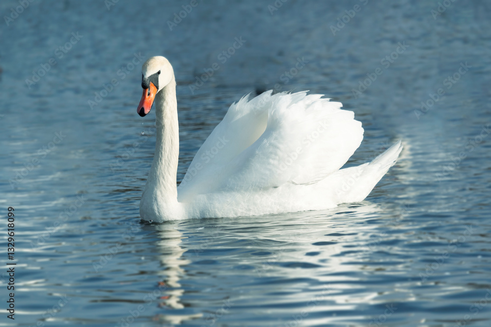 Naklejka premium One mute swans ,Cygnus olor, swimming on a river in spring. Background for designers and interiors.