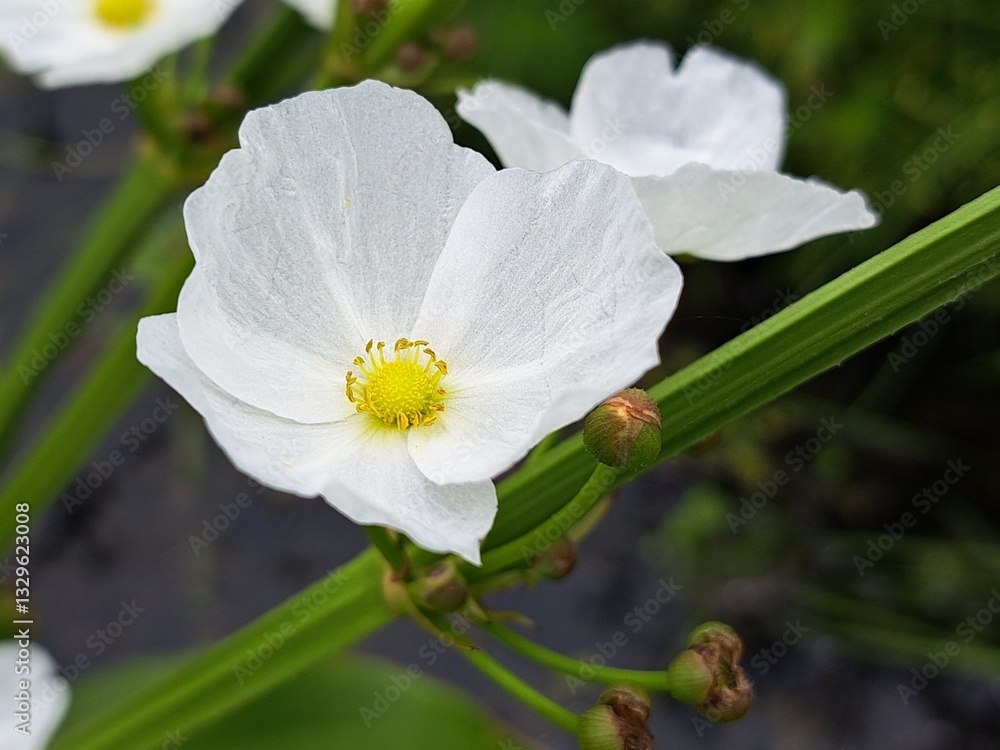 Obraz premium White flowers with yellow stamens. Petals are very thin, resembling paper.