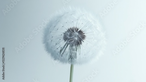 Wallpaper Mural Delicate Dandelion in Soft Light Torontodigital.ca