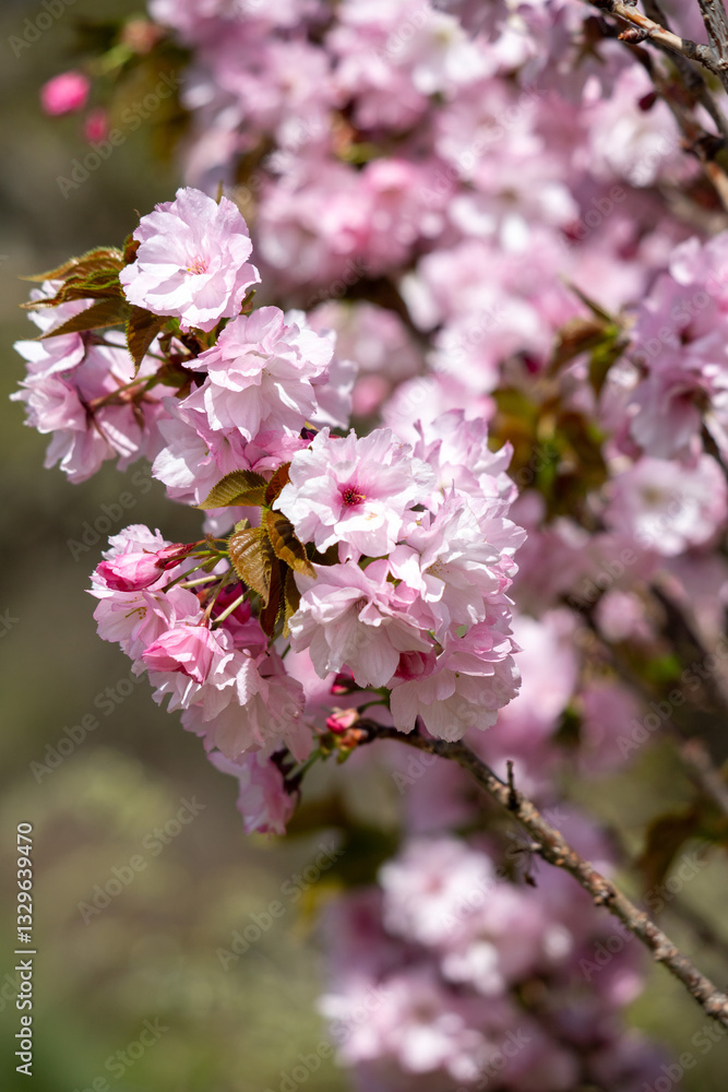 Pink cherry sakura flowers in nature in spring. Pink cherry sakura flowers in nature in spring.