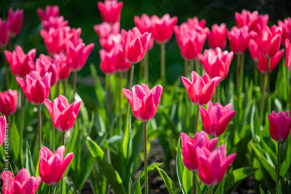 Tulips in the garden in nature in spring. Tulips in the garden in nature in spring.