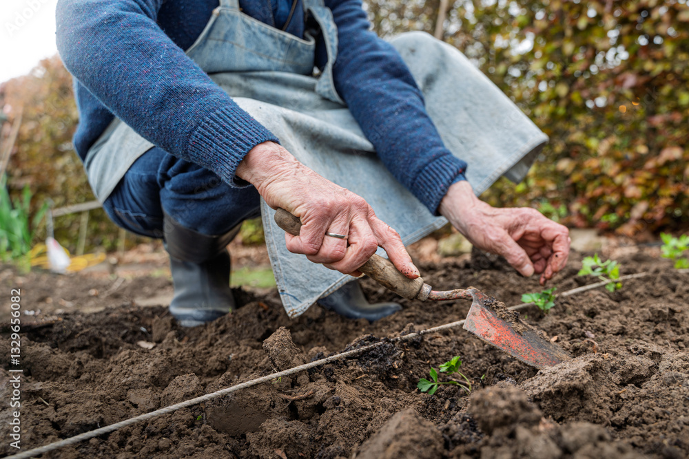 Senior man gardening with hoe planting vegetables in rural garden Senior man gardening with hoe planting vegetables in rural garden