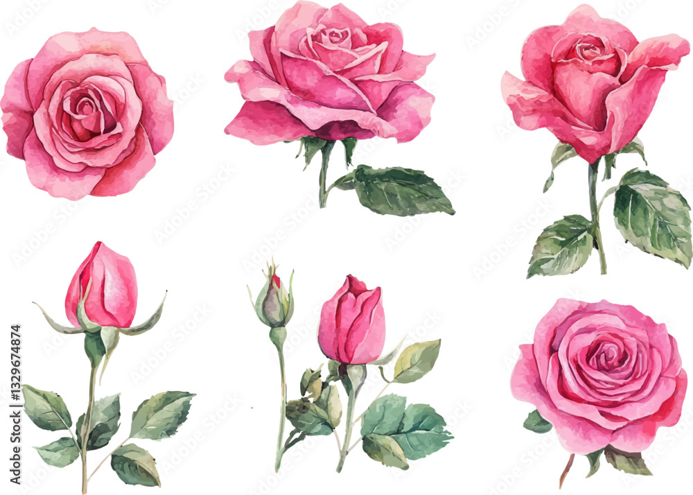 set of roses vector illustration set of roses vector illustration