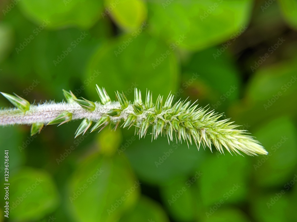 Documenting Achyranthes aspera: Spiky Plant Detail for Botanical Study Documenting Achyranthes aspera: Spiky Plant Detail for Botanical Study