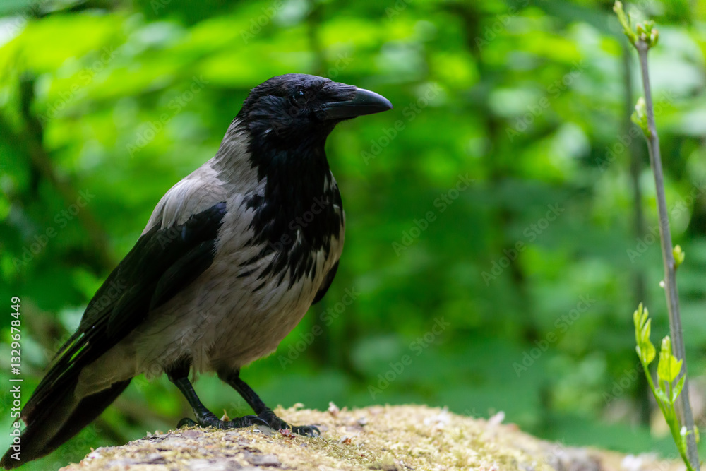 Hooded crow perched on a mossy surface surrounded by lush green foliage in a tranquil forest setting Hooded crow perched on a mossy surface surrounded by lush green foliage in a tranquil forest setting