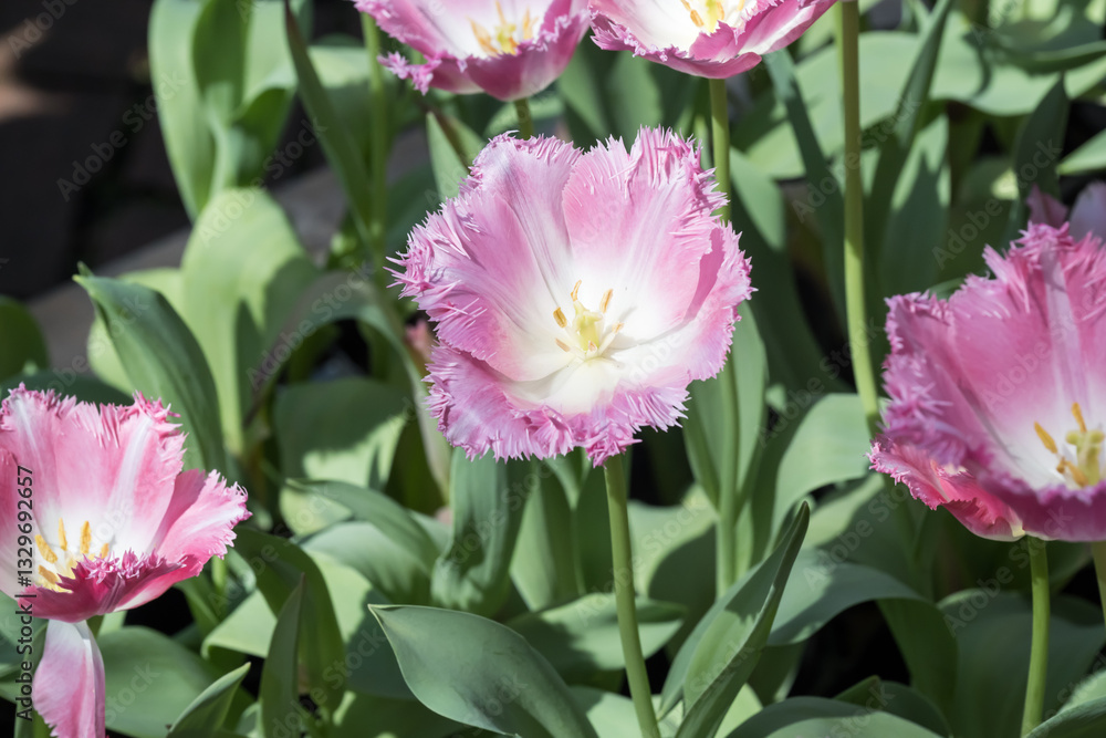 Beautiful blooming tulips in the park. Beautiful blooming tulips in the park.