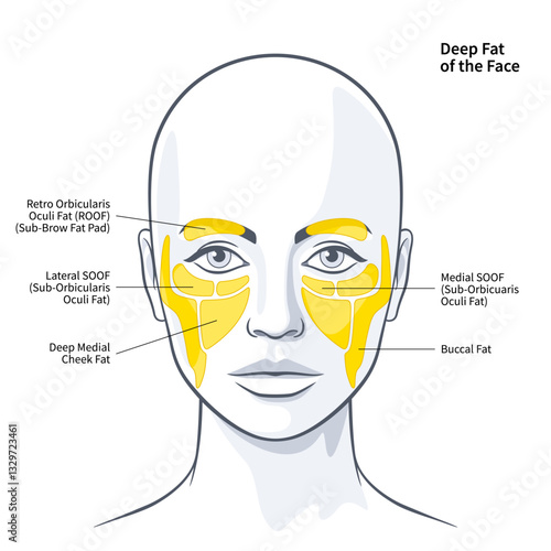 The Functional Anatomy of the Deep Fat Compartments of the Face vector illustration
