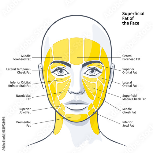 Tableau sur toile The Functional Anatomy of the Superficial Fat Compartments of the Face illustrat