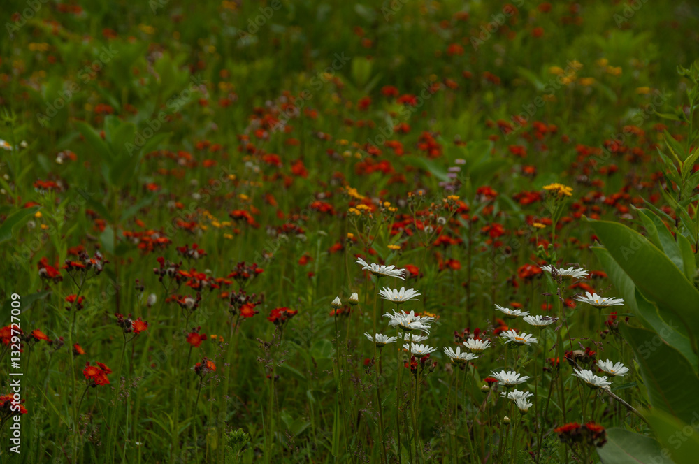 A vibrant meadow bursting with colorful wildflowers of various species, bringing life to a lush green field with a natural ambiance, showcasing the beauty and essence of untouched nature in its prime. A vibrant meadow bursting with colorful wildflowers of various species, bringing life to a lush green field with a natural ambiance, showcasing the beauty and essence of untouched nature in its prime.