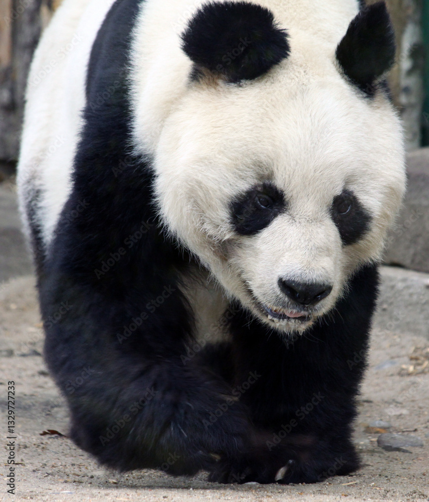 Fototapeta premium Panda Baobao