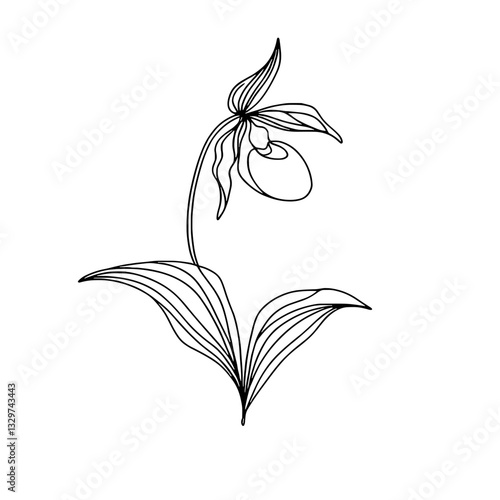 Lady's slipper flower, vector, black line drawing, minimalistic, single line, simple line, isolated, transparent background 