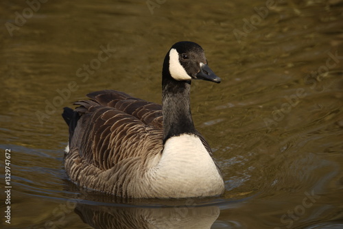Canada Goose Swimming 06/03/25