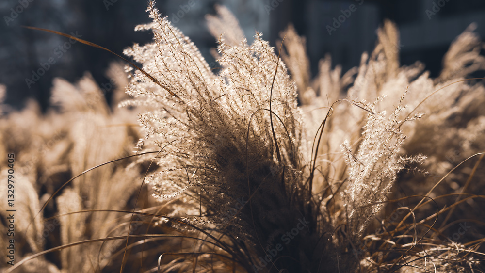 Abstract natural background of soft plants Cortaderia selloana. Frosted pampas grass on a blurry bokeh, Dry reeds boho style. Patterns on the first ice. Fluffy stems of tall grass under snow in winter