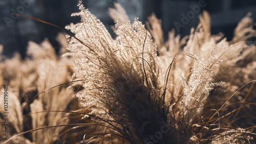 Obraz na płótnie Abstract natural background of soft plants Cortaderia selloana. Frosted pampas grass on a blurry bokeh, Dry reeds boho style. Patterns on the first ice. Fluffy stems of tall grass under snow in winter w salonie