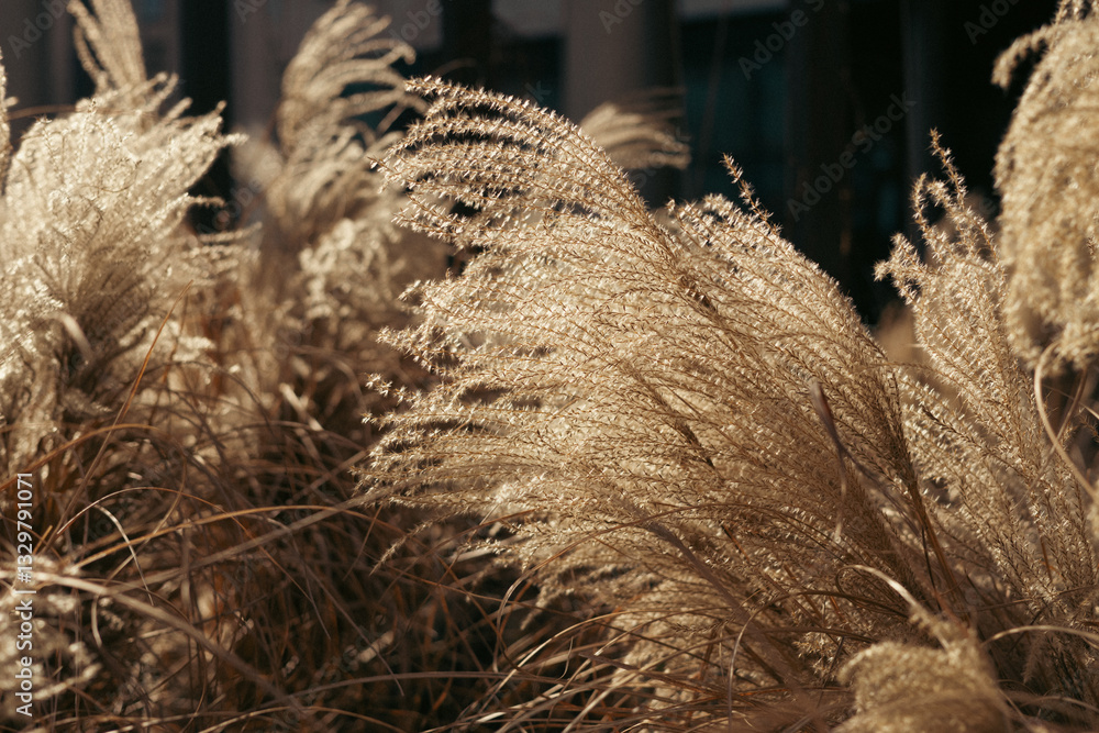 Abstract natural background of soft plants Cortaderia selloana. Frosted pampas grass on a blurry bokeh, Dry reeds boho style. Patterns on the first ice. Fluffy stems of tall grass under snow in winter