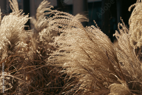 Obraz na płótnie Abstract natural background of soft plants Cortaderia selloana. Frosted pampas grass on a blurry bokeh, Dry reeds boho style. Patterns on the first ice. Fluffy stems of tall grass under snow in winter w salonie