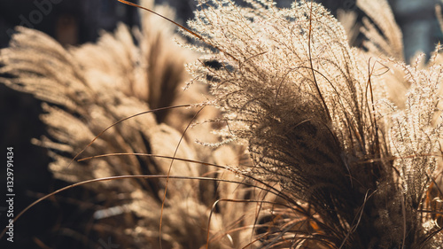 Abstract natural background of soft plants Cortaderia selloana. Frosted pampas grass on a blurry bokeh, Dry reeds boho style. Patterns on the first ice. Fluffy stems of tall grass under snow in winter