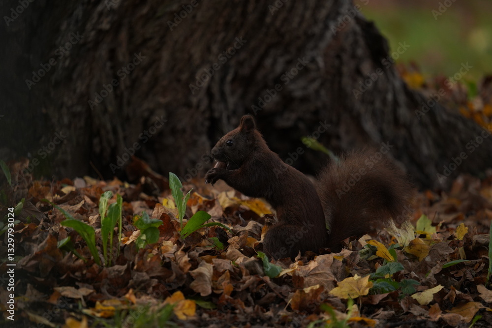 Obraz premium Wiewiórka czarna (Sciurus niger)