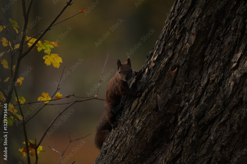 Obraz premium Wiewiórka czarna (Sciurus niger)