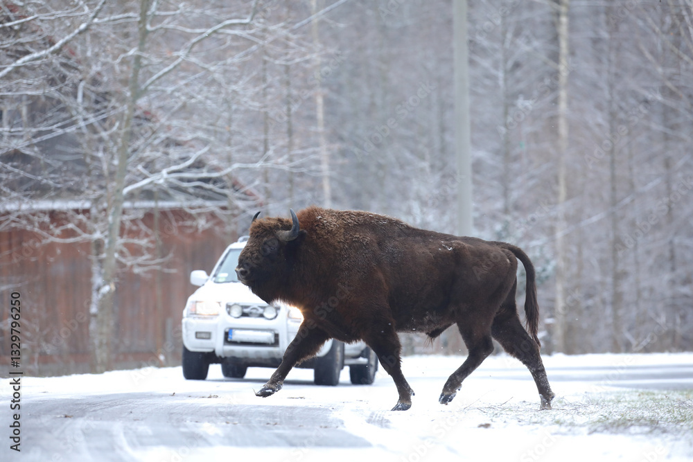 Żubr (Bos bonasus), wisent