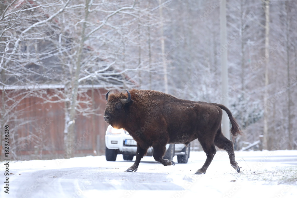 Żubr (Bos bonasus), wisent
