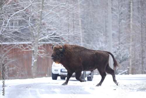 Żubr (Bos bonasus), wisent