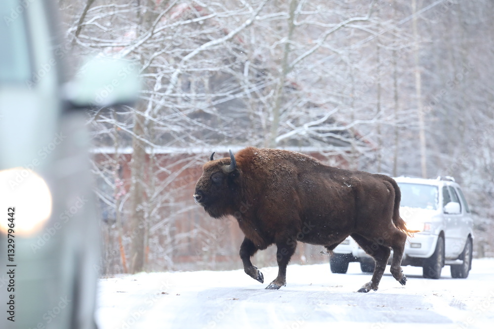 Żubr (Bos bonasus), wisent