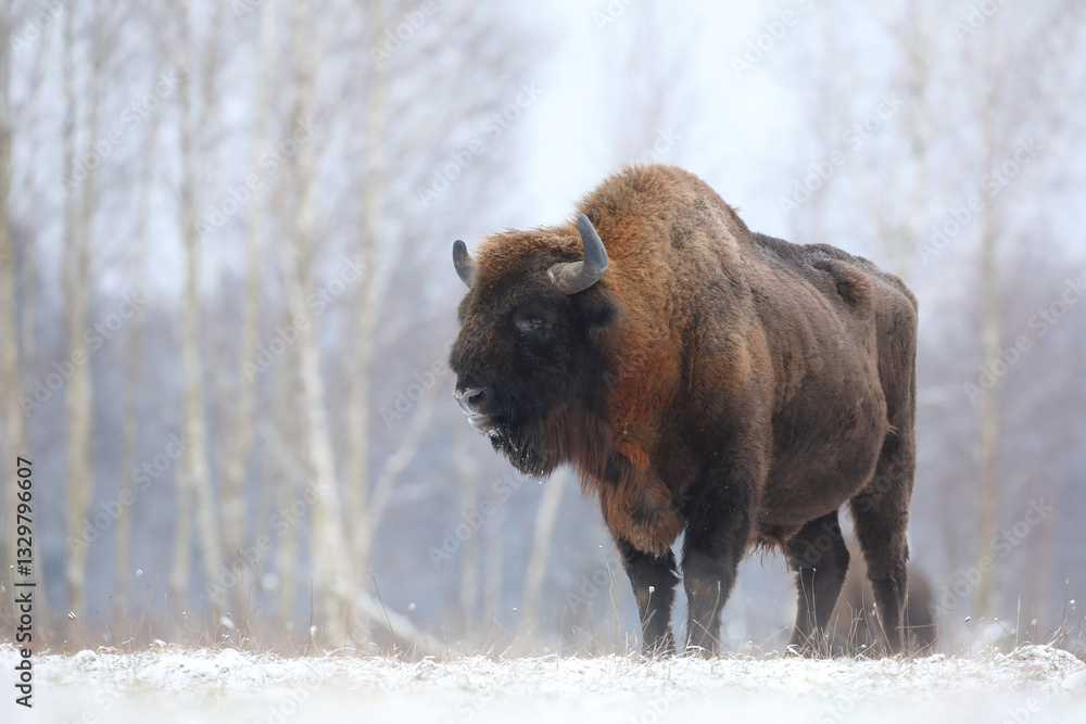 Żubr (Bos bonasus), wisent