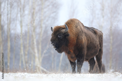 Obraz na płótnie Żubr (Bos bonasus), wisent w salonie