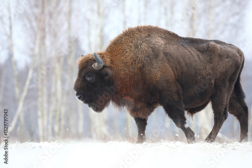 Obraz na płótnie Żubr (Bos bonasus), wisent w salonie