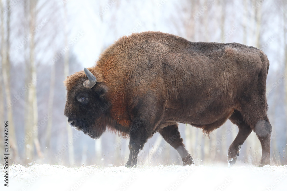 Żubr (Bos bonasus), wisent