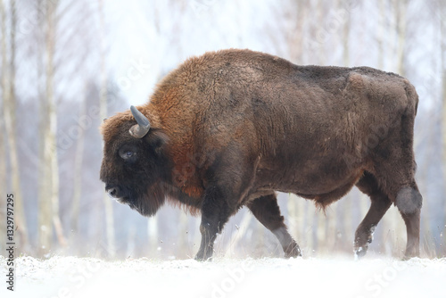 Obraz na płótnie Żubr (Bos bonasus), wisent w salonie
