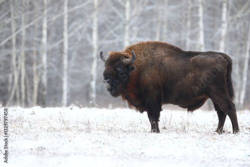Obraz na płótnie Żubr (Bos bonasus), wisent w salonie